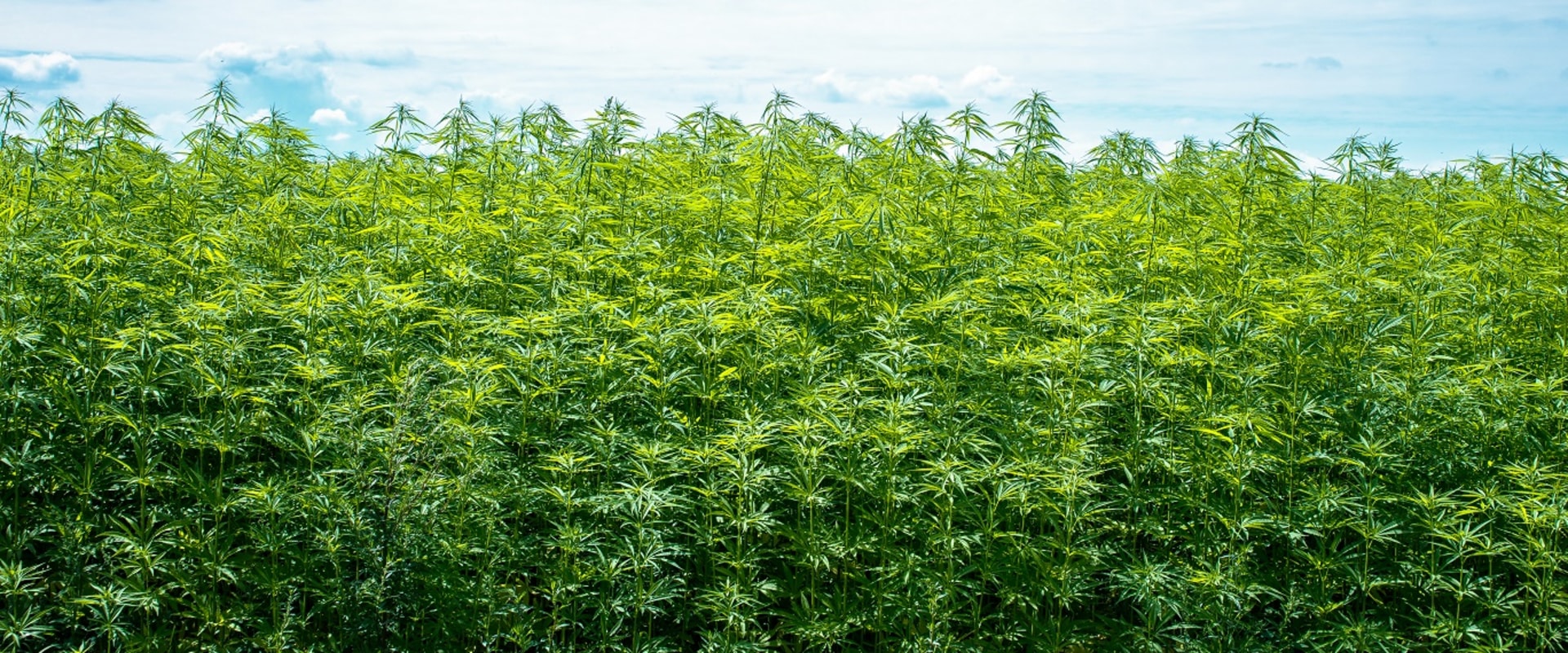 The Benefits of Hemp for the Environment