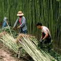 China's Role in Hemp Production: An Expert's Perspective