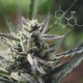 Everything You Need to Know About Hexahydrocannabinol (HHC)